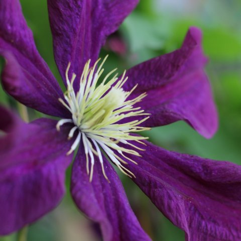 Neue Gondel 'Alpine Top' in Val d'Anniviers: Spektakuläres Erlebnis Neue Gondel 'Alpine Top' in Val d'Anniviers: Spektakuläres Erlebnis